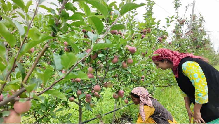 High-Density Apple Farming Creates New Opportunities for Uttarakhand Woman Farmer Under Project Unnati Apple